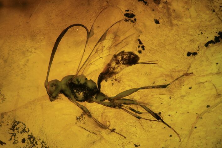 Fossil Wasp (Hymenoptera) In Baltic Amber #109502